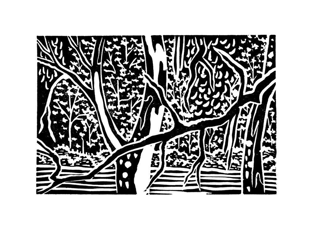 No2 Lino